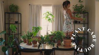 my plant care routine 🪴 healthy houseplant tips & basics