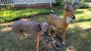 Deer You Are So Fake - Holder The Weimaraner 9/24/22 the statue is not alive