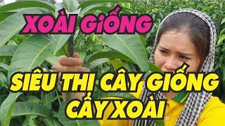 Trại cây giống Xoài của Siêu Thị Cây Giống Welofarm