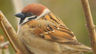 Vrabec polní - The Eurasian tree sparrow (Passer montanus)