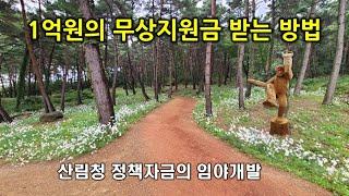 정부 무상지원금으로 산을 가꾸는 방법 3가지