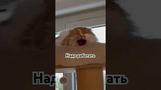 Рубрика #понедельник #юмор #смешныекоты