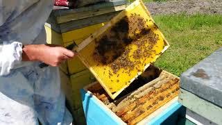 Работа с пчелами в многокорпусном улье