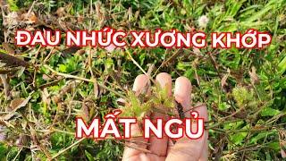 CÂY TRINH NỮ TRỊ MẤT NGỦ, ĐAU NHỨC XƯƠNG KHỚP, HUYẾT ÁP CAO...ĐỠ TỐN TIỀN TRIỆU.