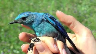 Retrieving a geolocator from a mountain bluebird for migration research