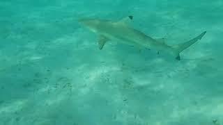 Black tip shark Sun Island - Maldivi - Robert Leitinger