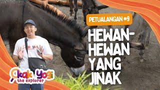 Kak Yogi The Explorer #9: Hewan Hewan yang Jinak