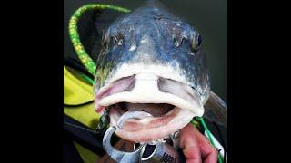 FISHING THE PELICAN BRIDGE EVERYDAY FOR A WEEK-CATCHES COMPILATION-#FISHBANDITSQUAD-FLOUNDER-REDFISH