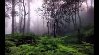 Forest Raindrops