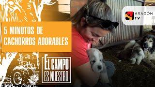 5 minutos de cachorros adorables, ¿Para qué más?