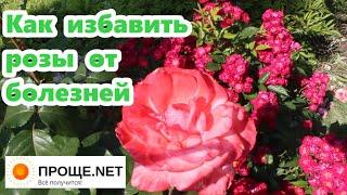 Болезни роз.Для начинающих. Рекомендую недорогое и эффективное средство один раз в сезон(испытано)!