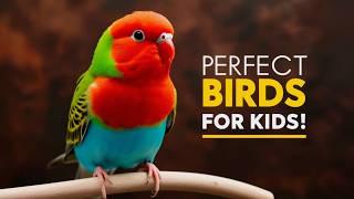 Best Pet Birds for Kids | Low Maintenance and Family Friendly