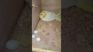 Cockatiel Birds Egg Hatch /Helping Bird's lover community  #birds #minivlog #cockatiel #shortsfeed