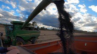 Bean Harvest Struggle Continues