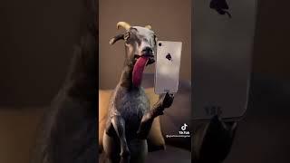 Goat Simulator  