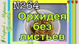 Как спасти Орхидею. ОРХИДЕЯ без листьев и точки роста. Реанимация Орхидеи  часть 1-ая