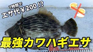 カワハギ釣りのエサ決定版！生アサリ超え最強のエサ紹介