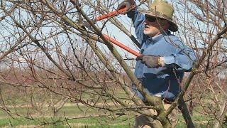 Pruning Nectarines, Peaches, and Plums