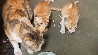 mom cat with 3 kitten