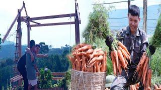 Harvesting Carrots with a Farmer: Anh Tuan Helps with 100 Quality Wooden Boards for Building a House