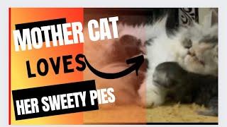 Mother Cat Loves her Sweety Pies so much