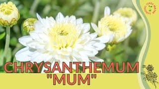 CHRYSANTHEMUM 'MUM' Information & Growing Tips! (Chrysanthemum morifolium)