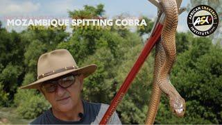 The Deadly Dozen - Mozambique Spitting Cobra (Naja mossambica)