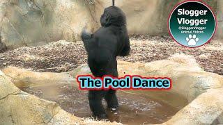 Hilarious Gorilla Dancing in the Pool