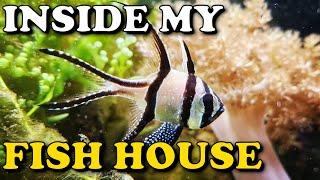 HUGE Macroalgae Reef Tank TOUR | Planted Reef Fish House Update