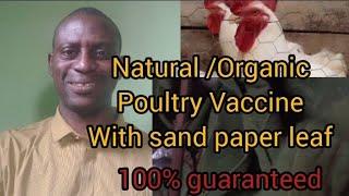 Natural/Organic Poultry immunity Booster with sand paper leaf (Ficus Exesperata) .