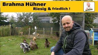 Brahma Hühner: Sanfte Riesen für Familie, Garten und Selbstversorgung