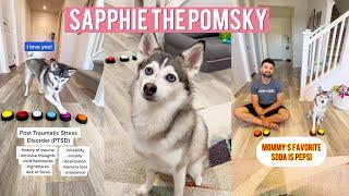 All Latest Sapphie the Pomsky Dog Tiktok Videos Compilation 2023 - The World's Sassiest Talking Dog