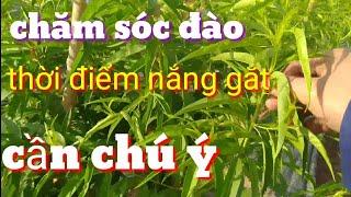 Chăm sóc đào và cách khắc phục cây đào bị vàng lá, cách chăm sóc đào, bón phân cho đào tháng tư