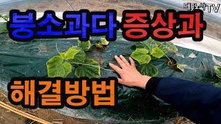 붕소를 과다하게 썼을때 일어나는 증상과 해결방법 붕소과다 붕산과다 붕사과다 농사 농부 농촌 귀농