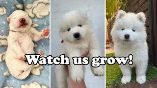 Newborn Samoyed puppies. Watch us grow!