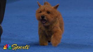 National Dog Show 2024: Terrier Group (Full Judging) | NBC Sports