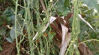 Bunga tali putri/benalu mimian ( cuscuta )