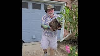 Planting Hardy Hibiscus Big Containers