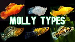 Molly Types & Colors | Over 30!!