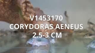 V1453170 | Corydoras Aeneus 2,5-3 cm