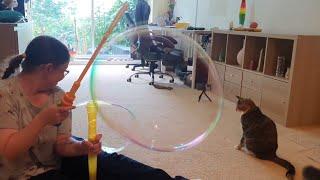 Cats Popping Bubbles and Having Fun! | Manchester Moggies