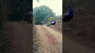 Peacock Catching #animals #youtubeshorts #jungle #wildlife #wild #shorts 