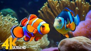 Aquarium 4K VIDEO (ULTRA HD)  Beautiful Coral Reef Fish - Relaxing Sleep Meditation Music #20