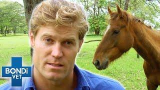 Failed Racehorse Dumped In Paddock  | Bondi Vet