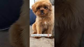 #dogs #puppy #peekapoo #yourdog #pets #yourpet