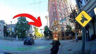 Deer In The Headlights | Vancouver's Worst Drivers