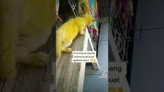 kunyit untuk mengobati jamur pada kucing