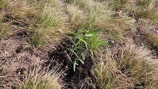 Asclepias speciosa (Showy Milkweed) seed started indoors now transplanted May 16 zone 3