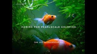 Caring for Pearlscale Goldfish