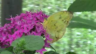 Chattahoochee Nature Center, (CNC) Butterfly Festival, by c.Susan Perz